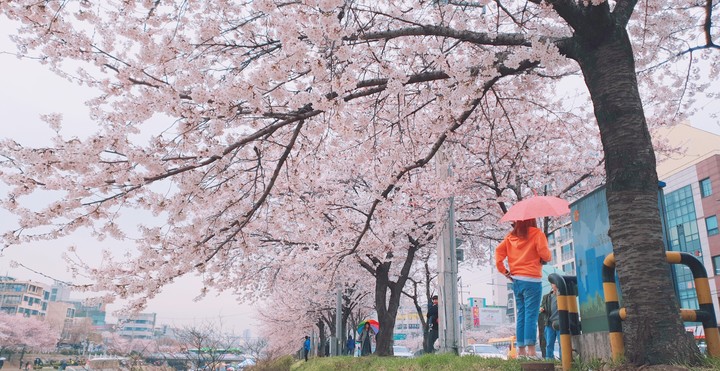 spring