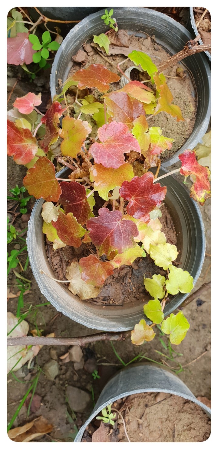 the beautiful autumn