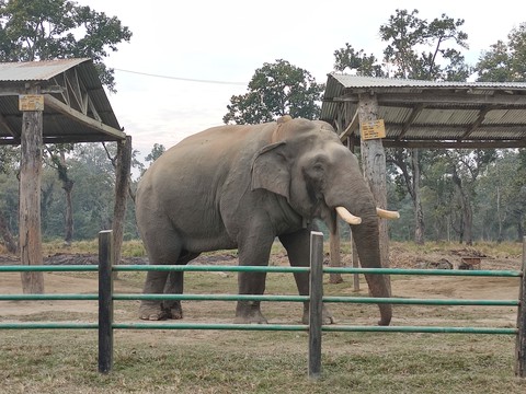 Elephant?