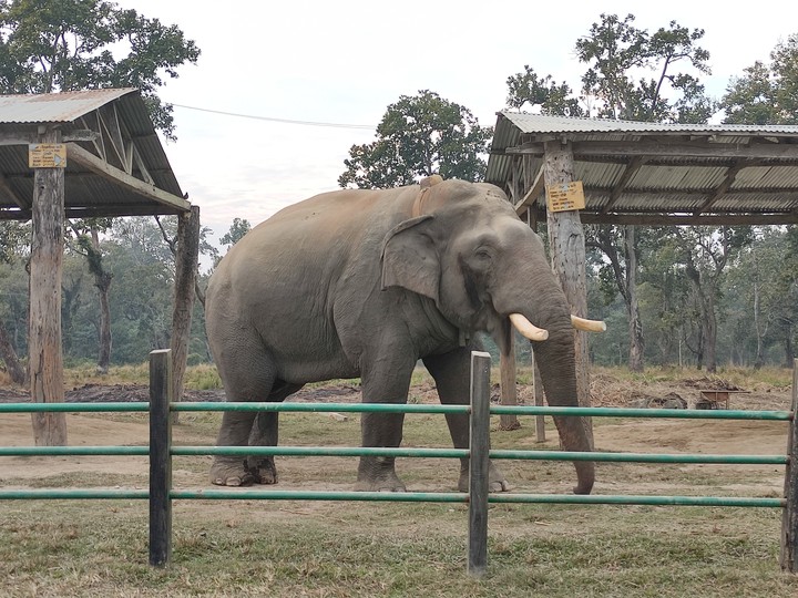 Elephant?
