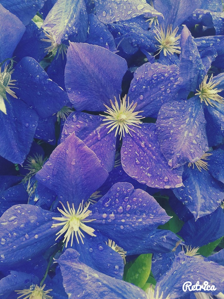 Violet