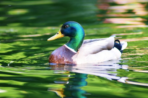 duck, bird duvar kağıtları