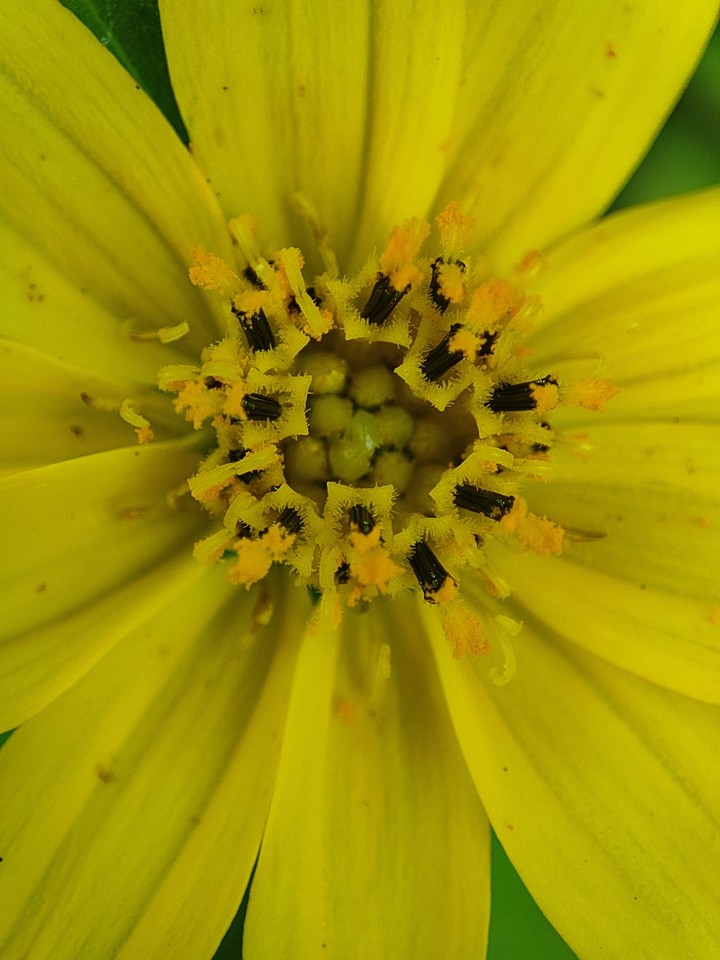 macro shot