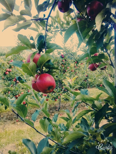 apples
