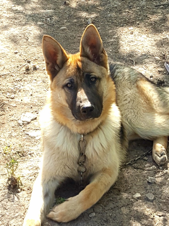 german wolf