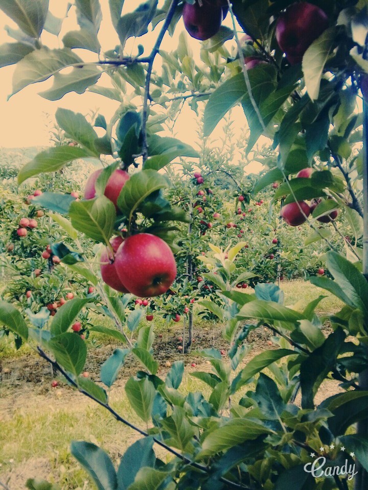 apples