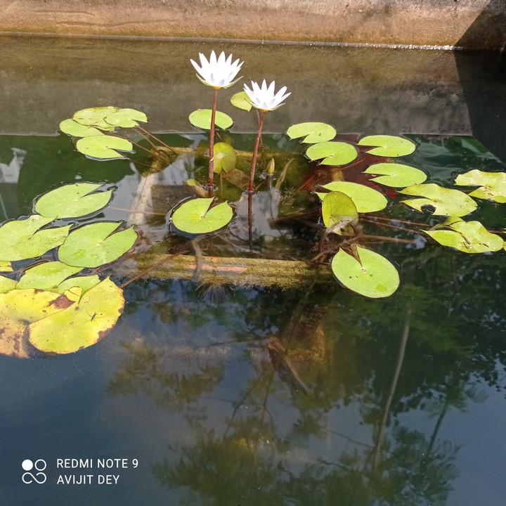 water lilies