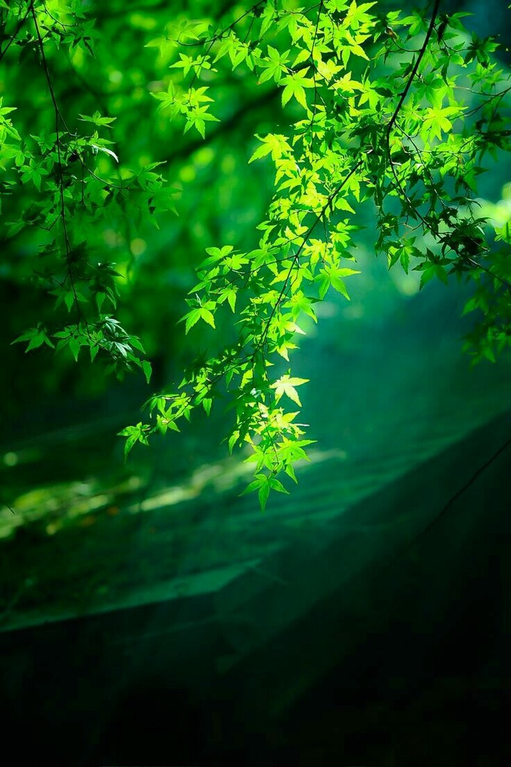 Tree's leaves