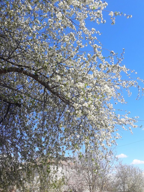 Spring