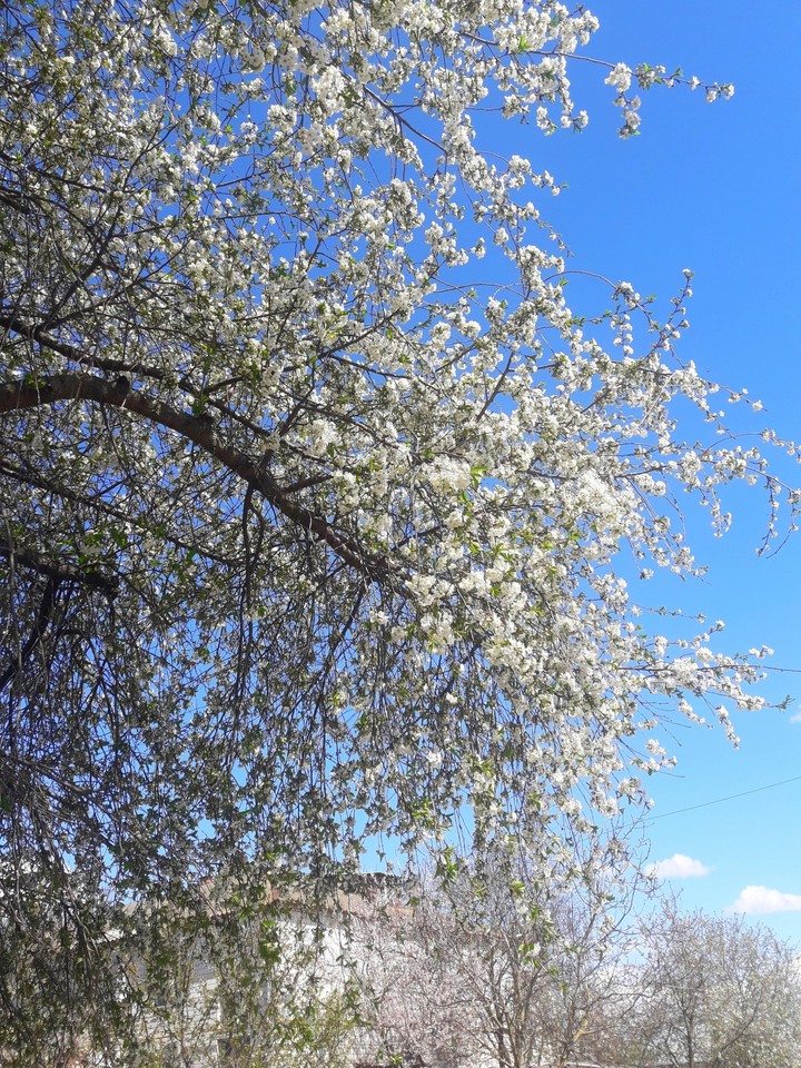 Spring