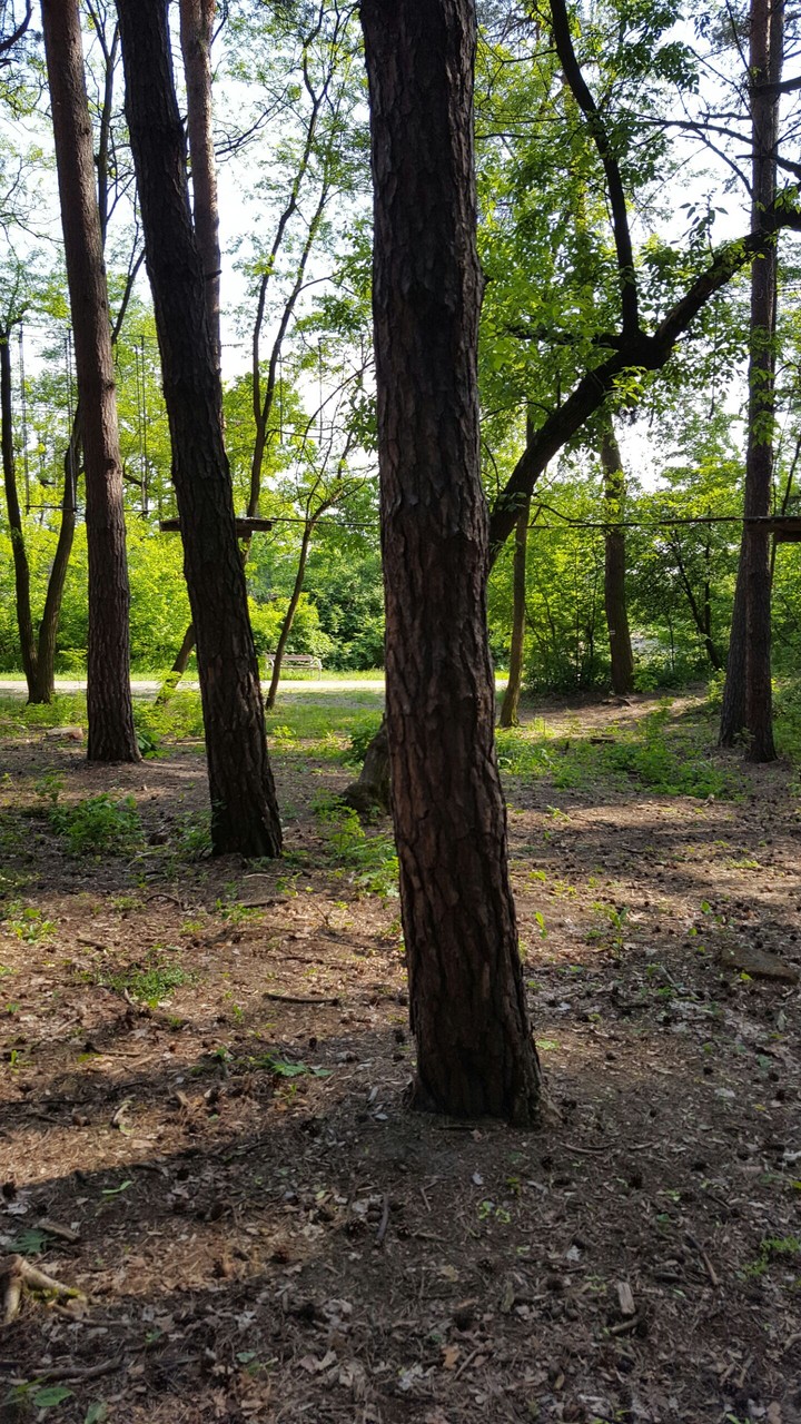 Trees