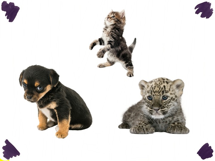 Animals