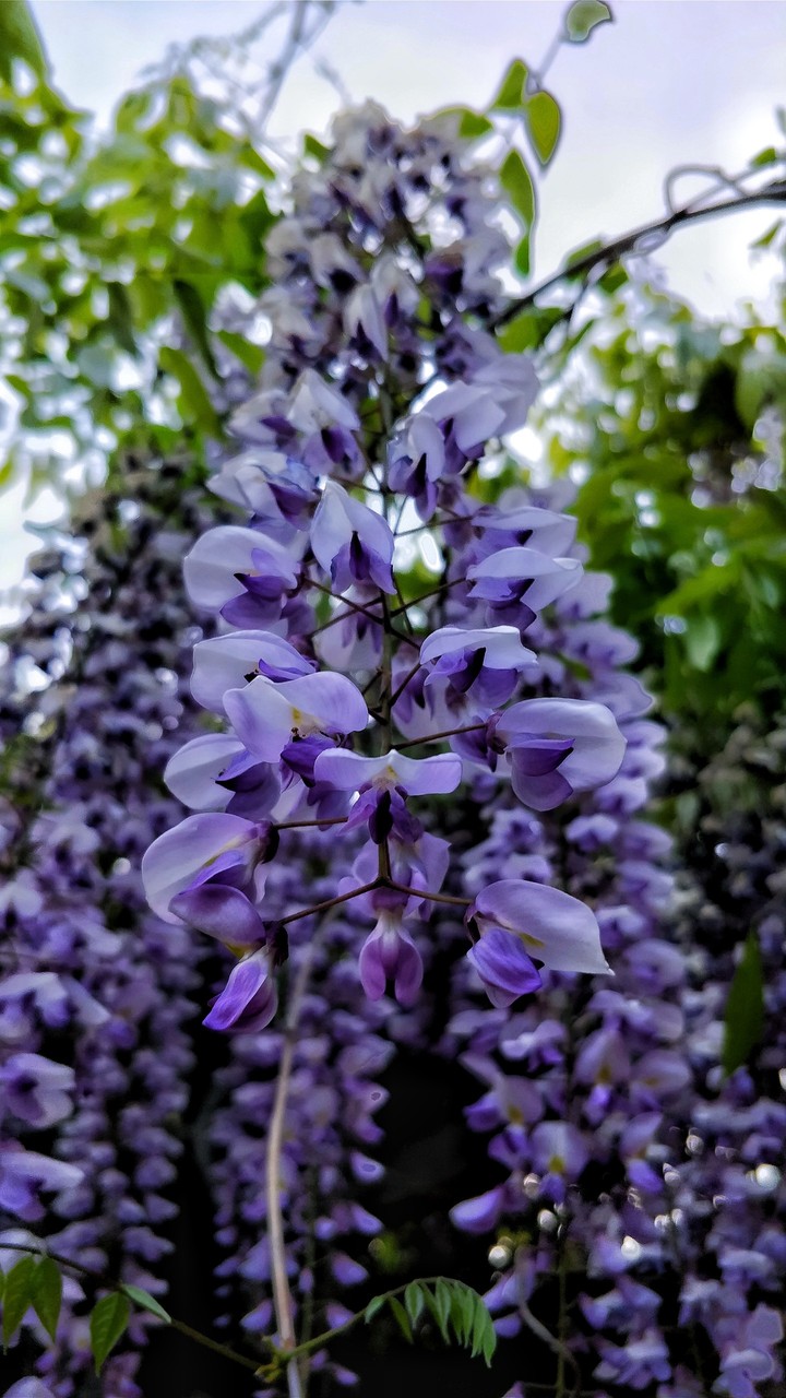 lilac