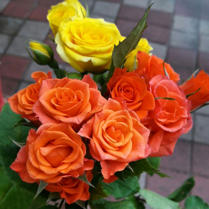 rose