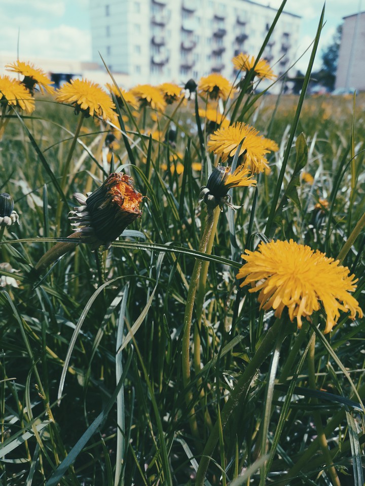 spring
