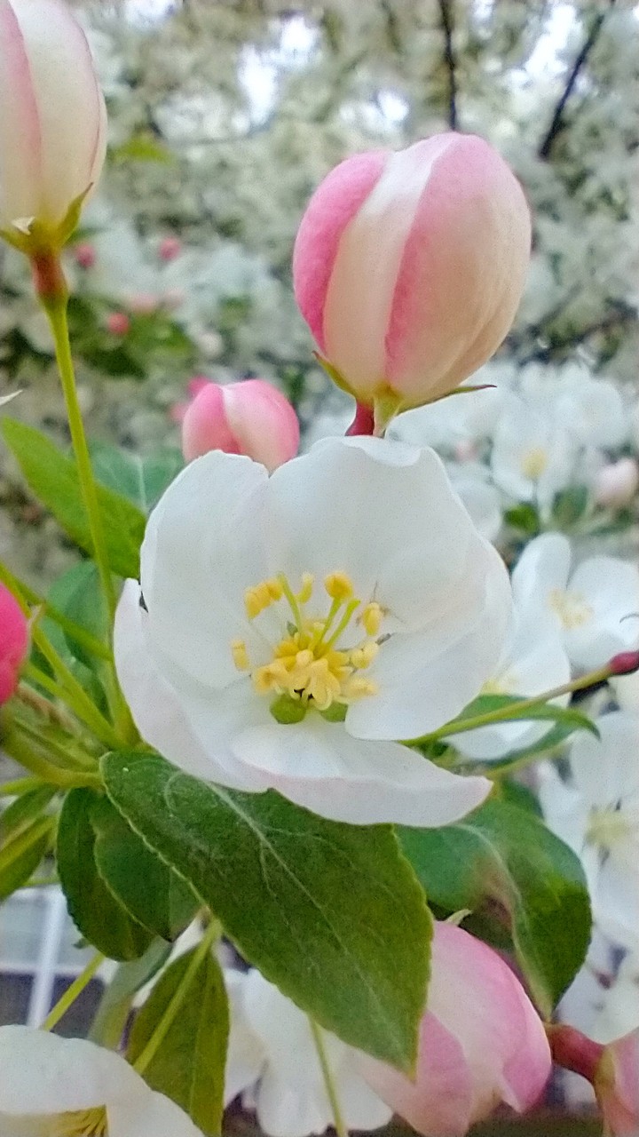 flowers