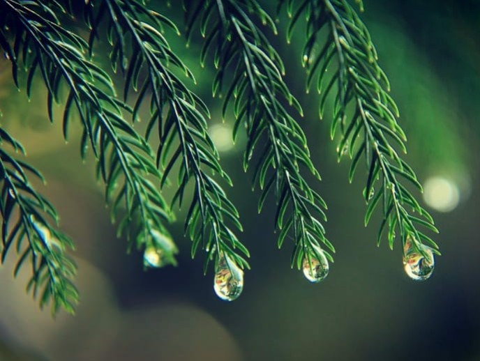 Rainy