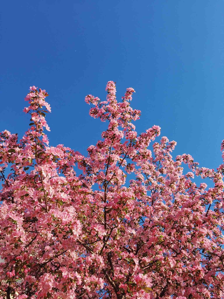 blooming