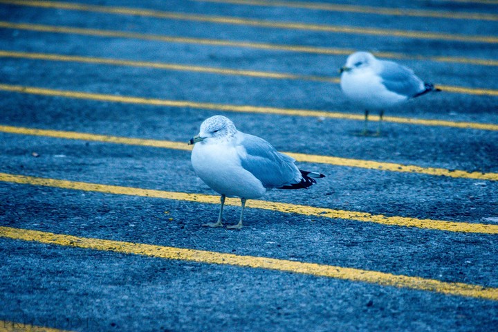 Seagull