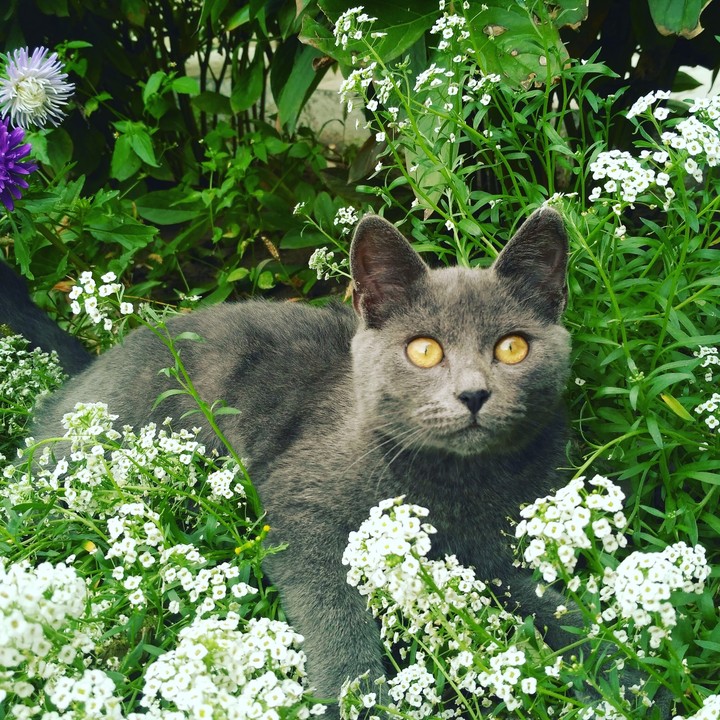 tom