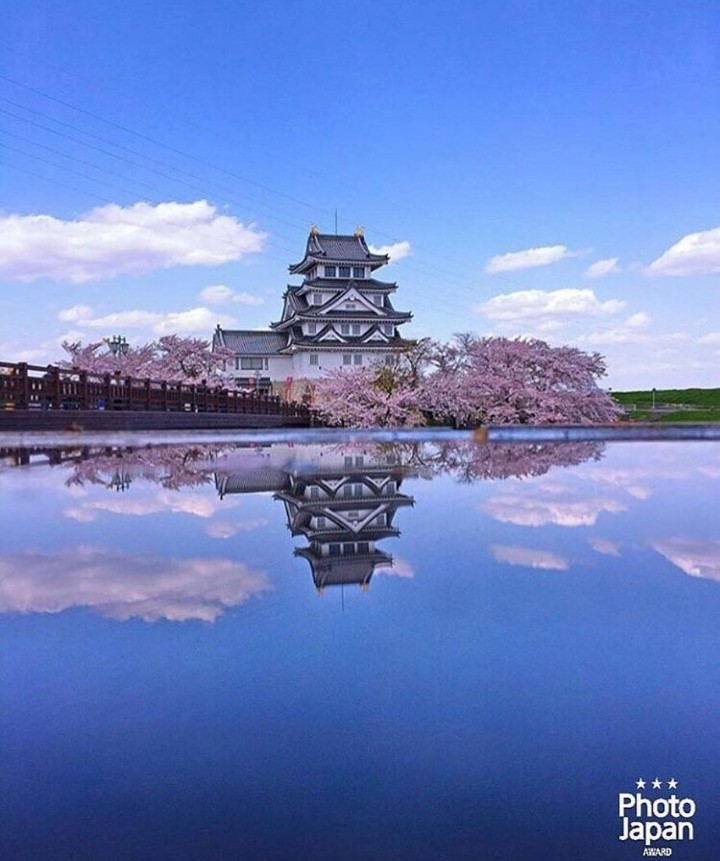 Sakura Hana