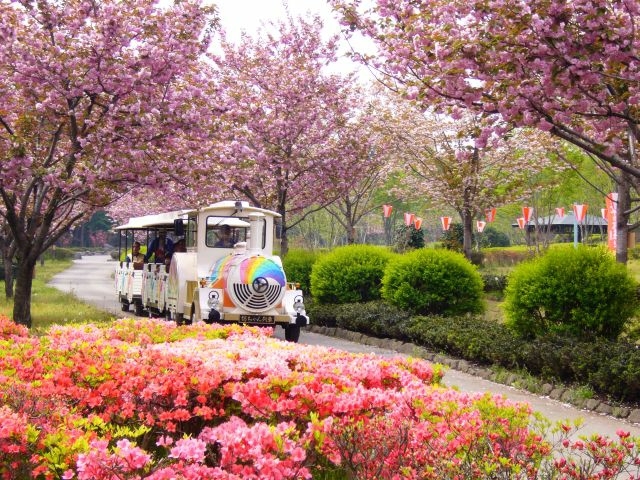 park in blossom