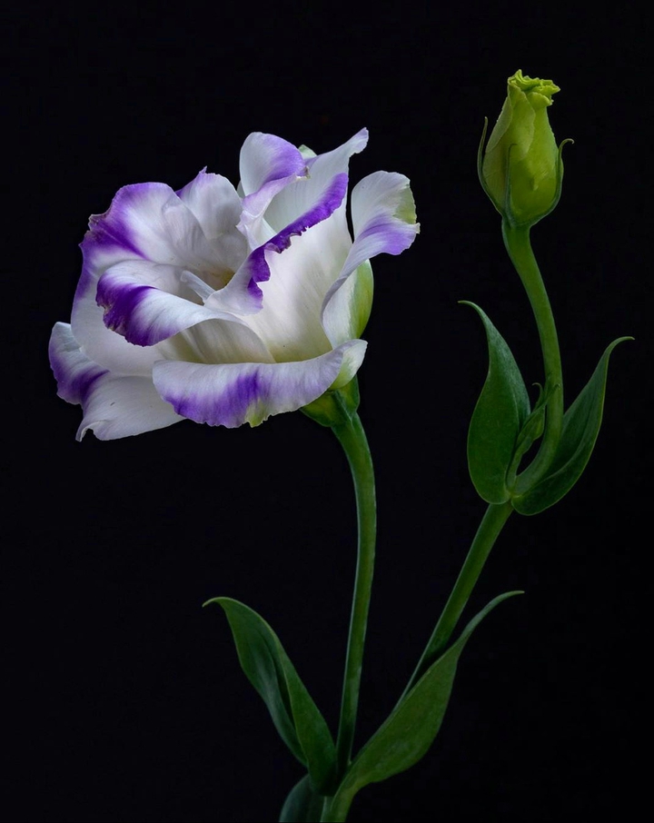 Eustoma