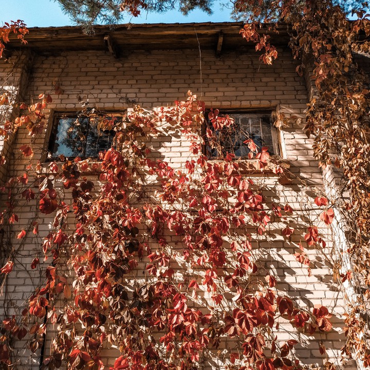 autumn ?