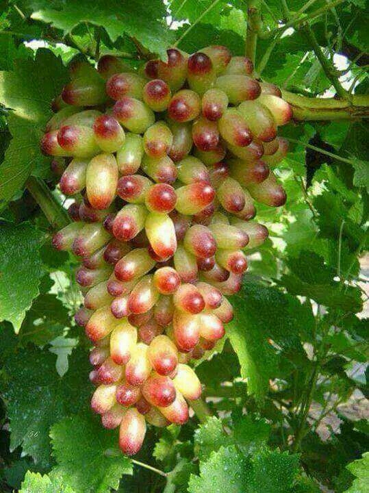 Grapes