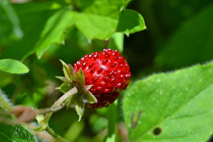 -foreststrawberryy-20480-