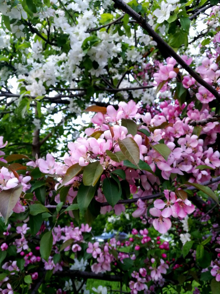 apple tree