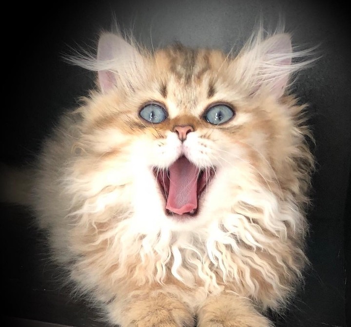MEAWWW