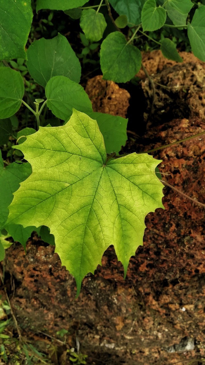 green leaf