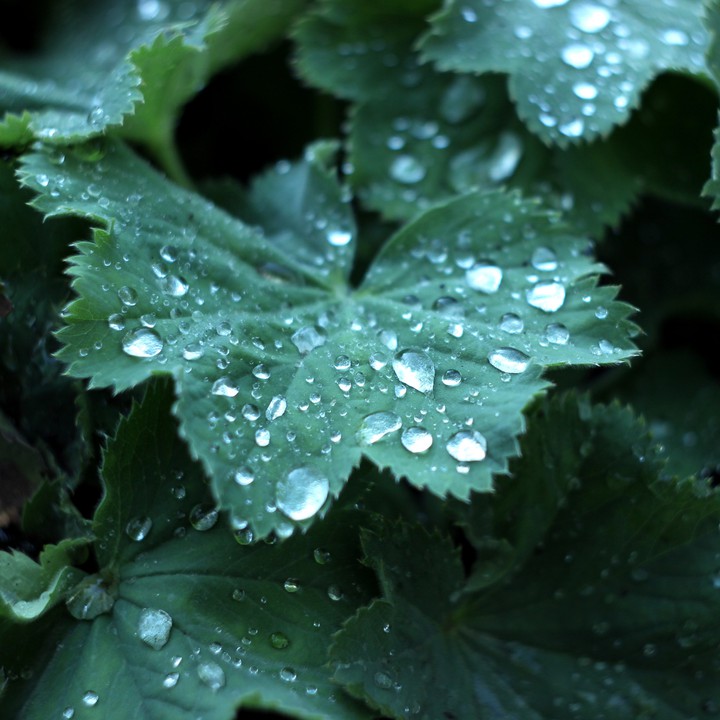 After the rain. Drops