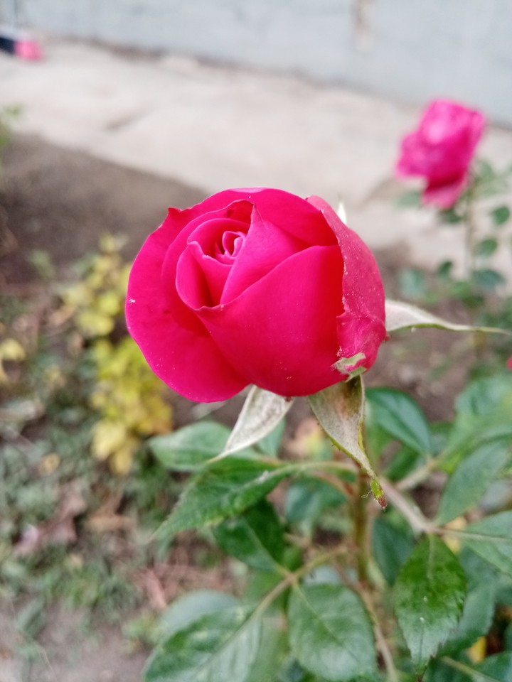 rose