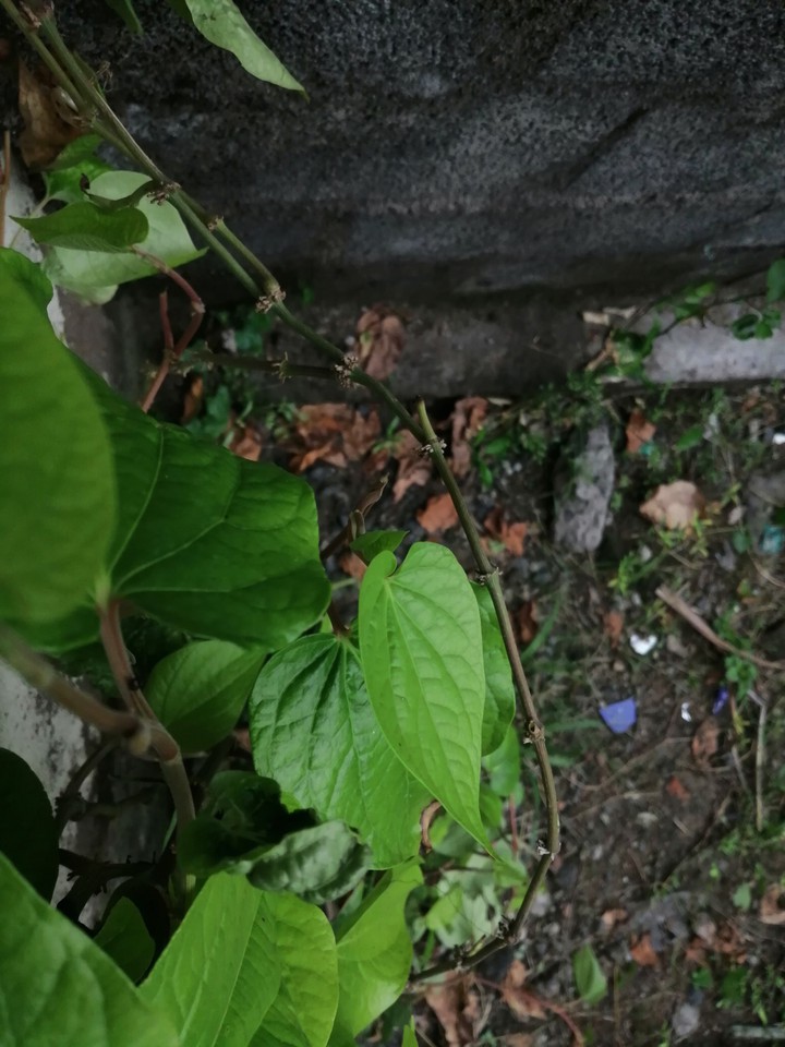 Betel Leaf
