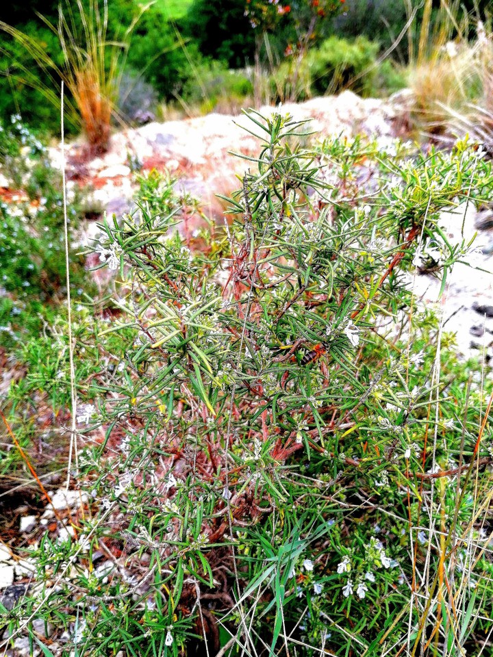 Rosemary