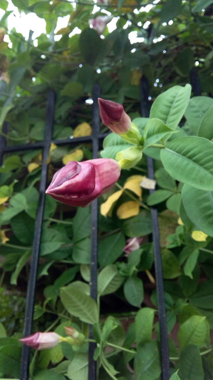 flower