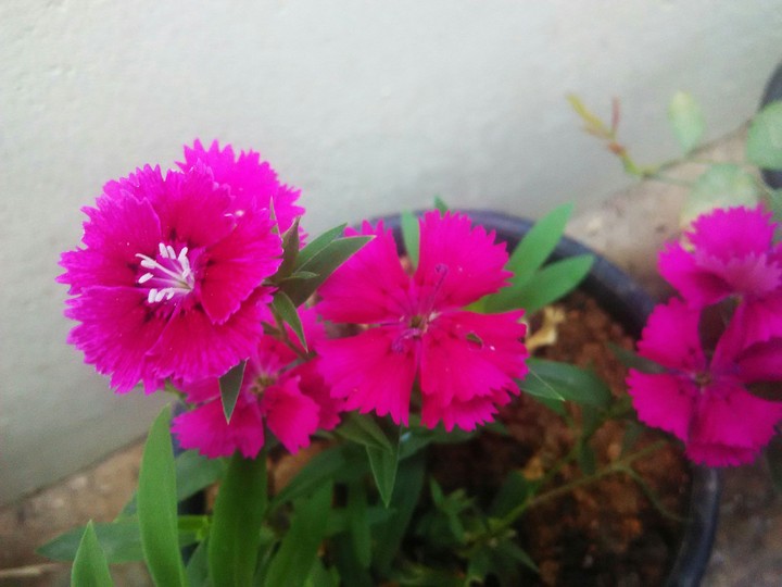 pink flower