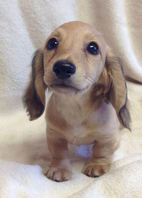 lil weenie
