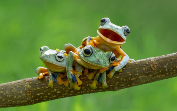 frog