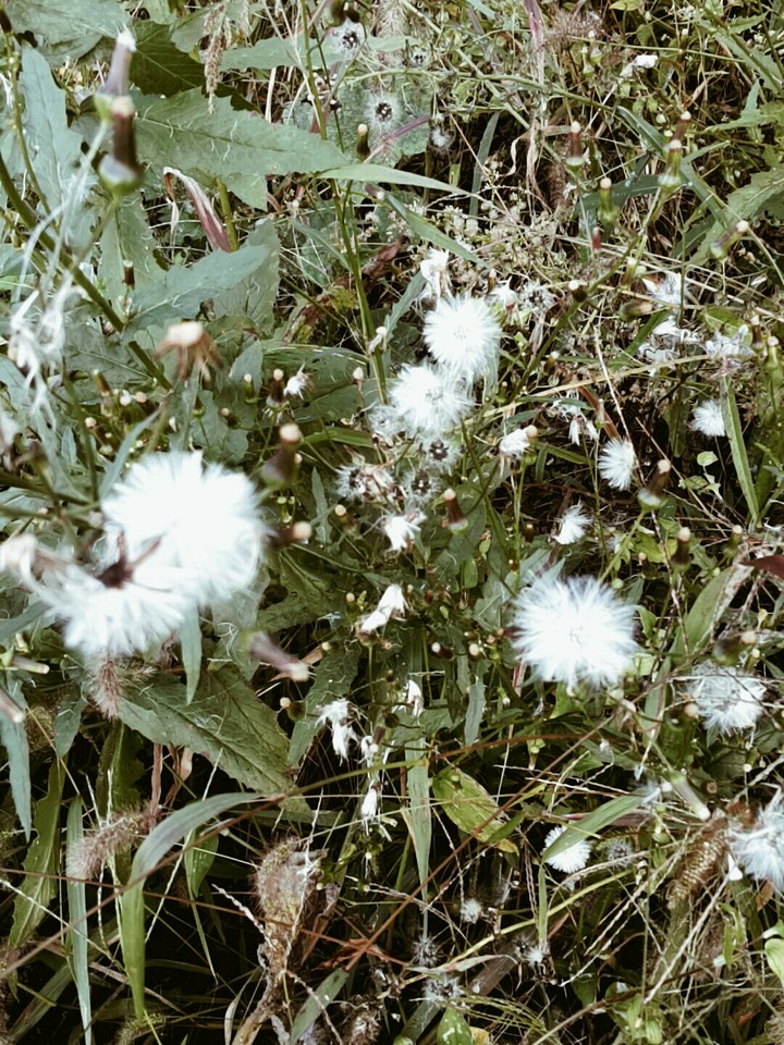 white s..