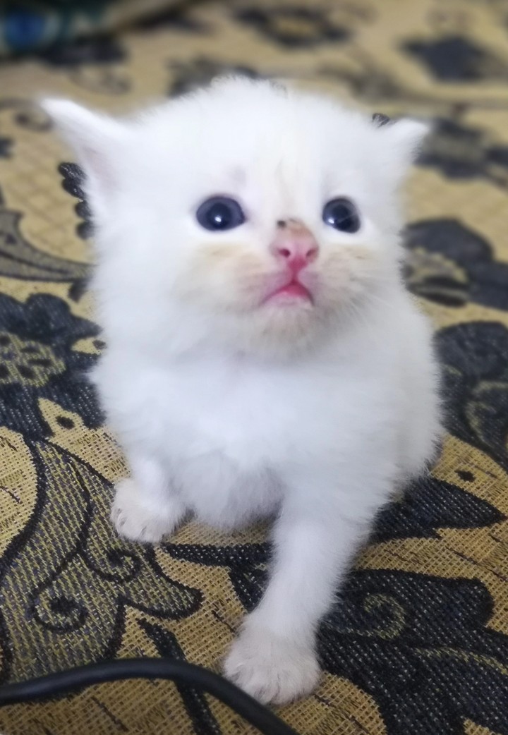 little cat