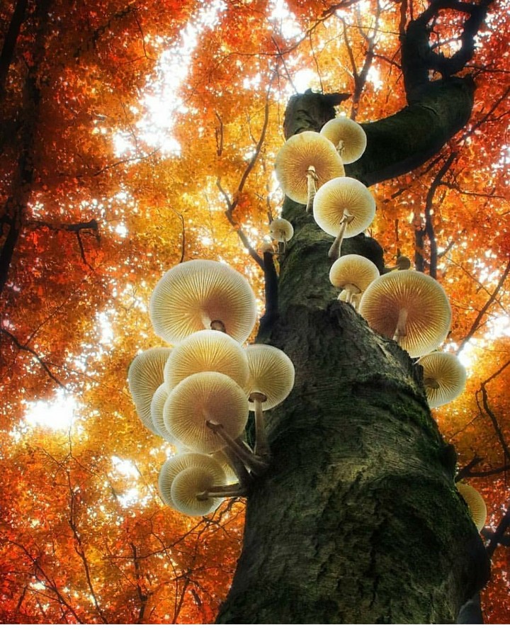 Netherlands