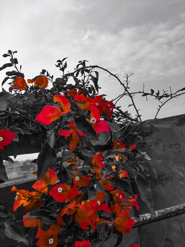 flower