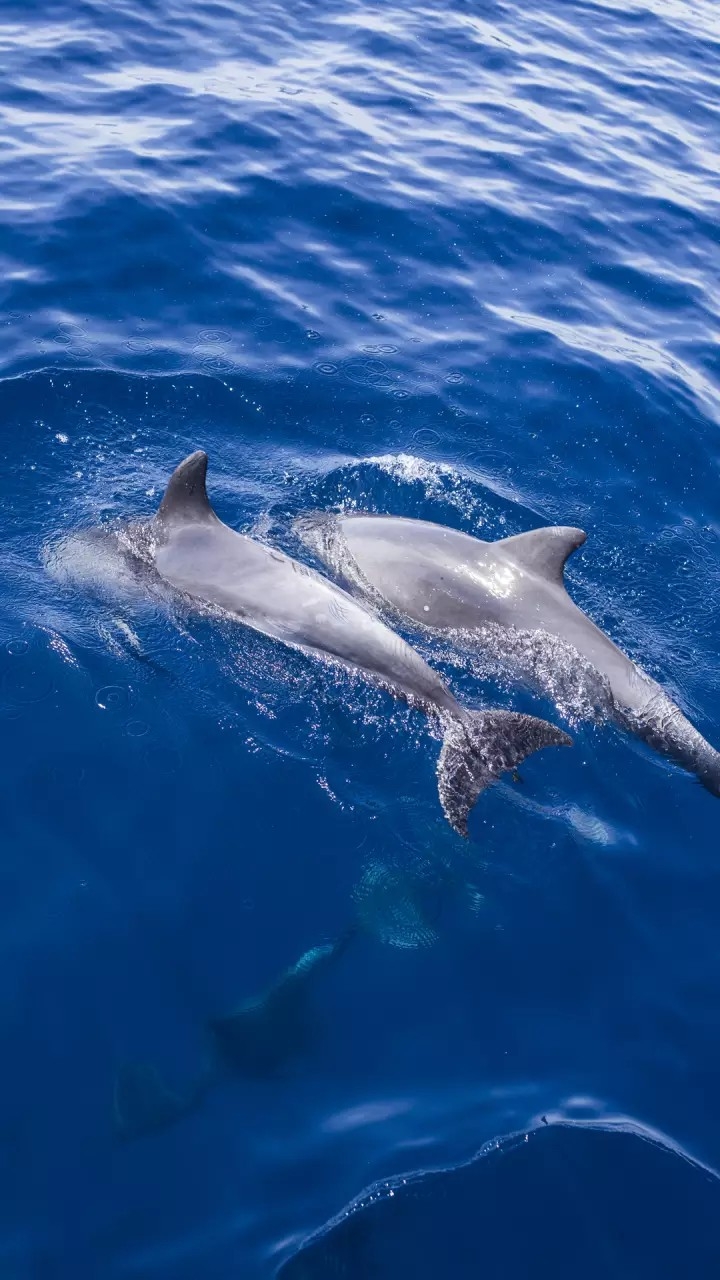 dolphin