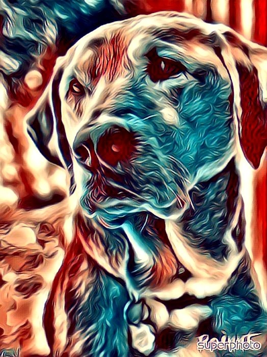 My own dog.