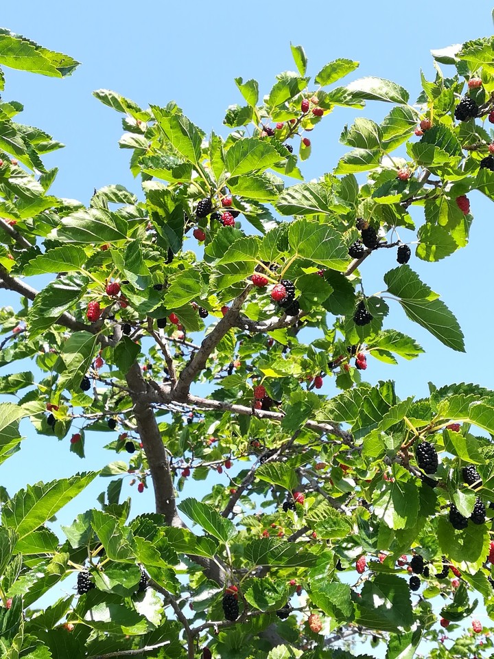 Red black fruits
