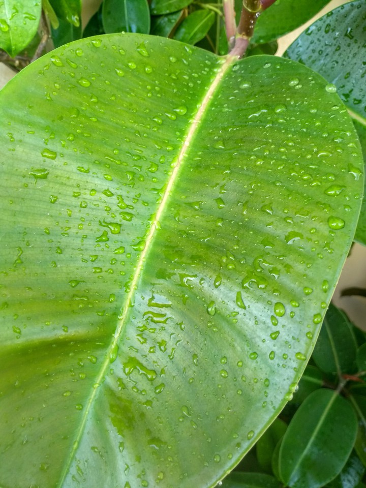 Green Drops