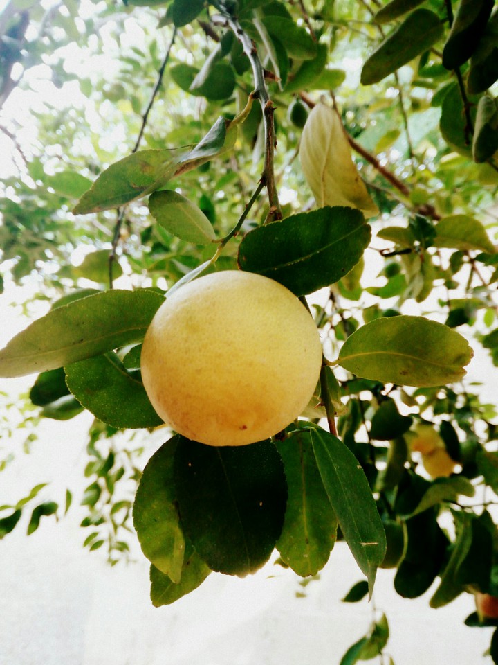 Lemon